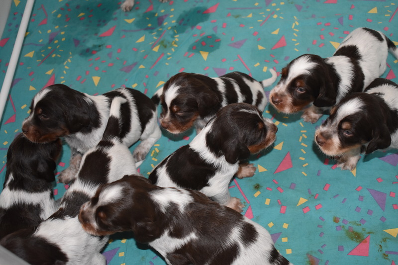 Chiots Gina 21 jours