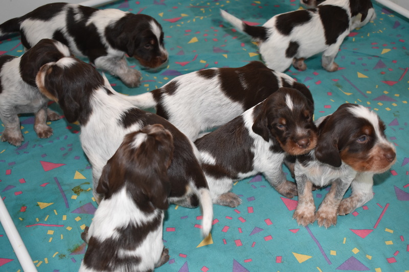 Chiots Gina 21 jours