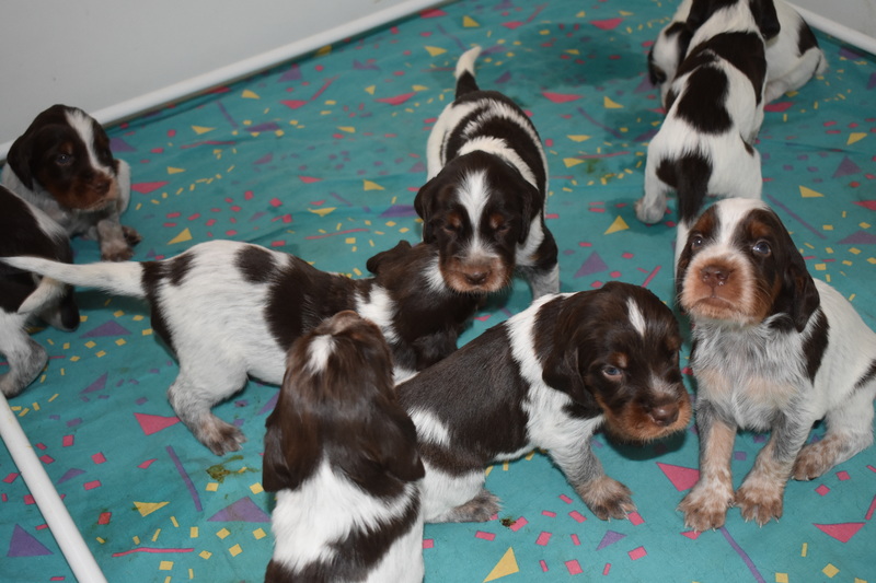 Chiots Gina 21 jours