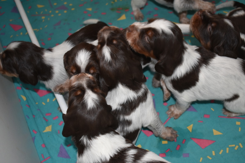 Chiots Gina 21 jours