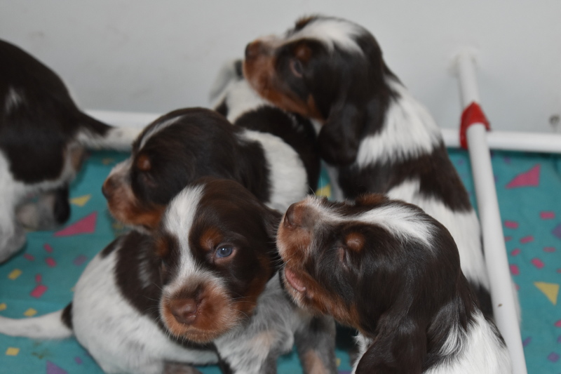 Chiots Gina 21 jours