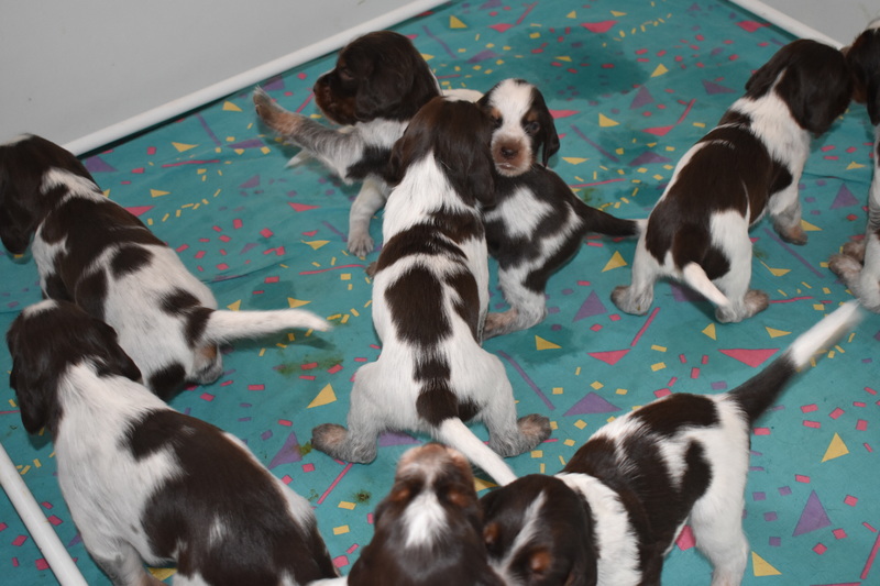 Chiots Gina 21 jours