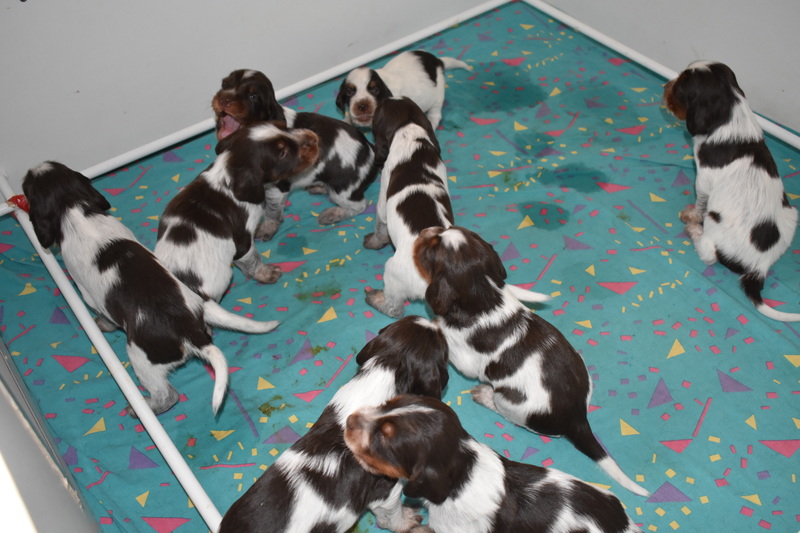 Chiots Gina 21 jours