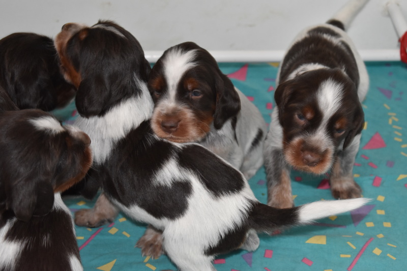 Chiots Gina 21 jours