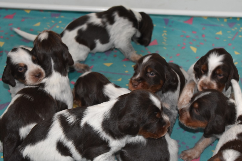 Chiots Gina 21 jours