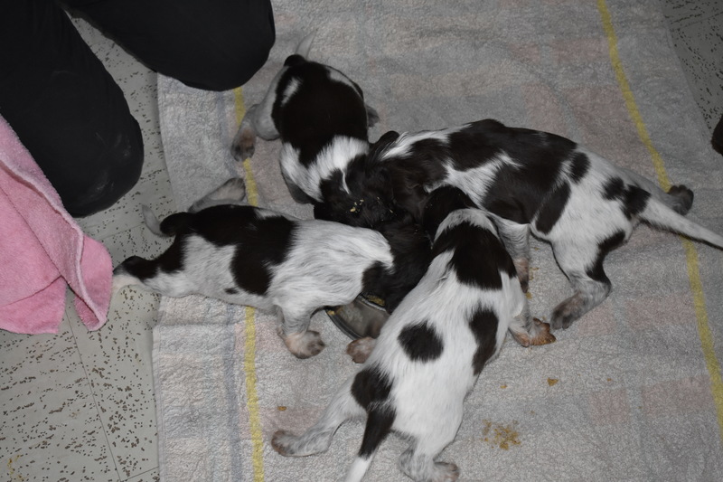 Chiots Gina 21 jours