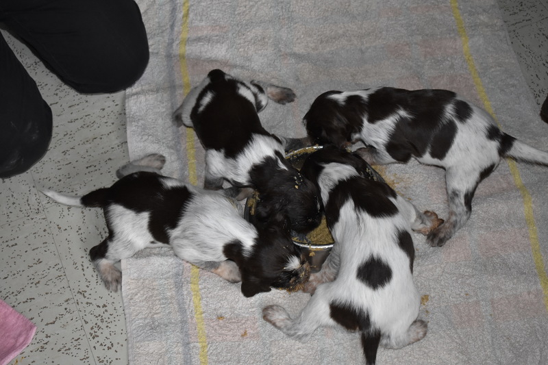 Chiots Gina 21 jours