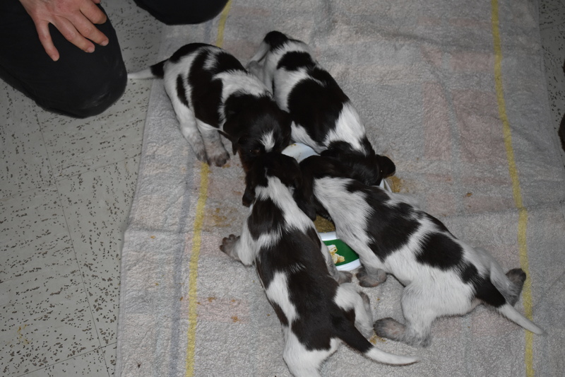 Chiots Gina 21 jours