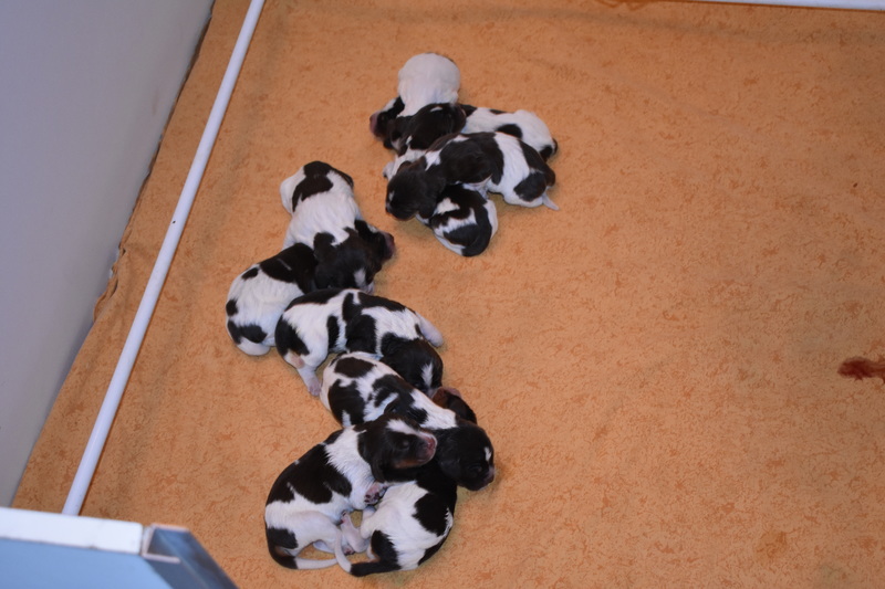 Chiots Gina 3 jours