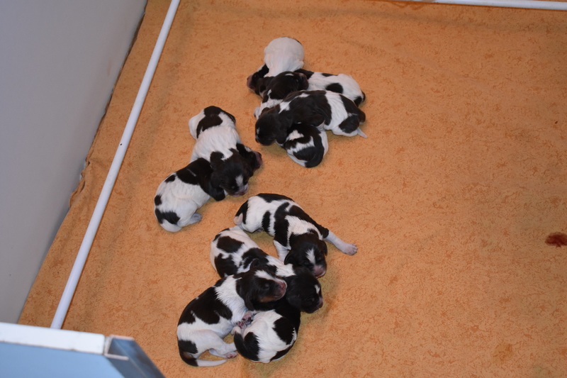 Chiots Gina 3 jours