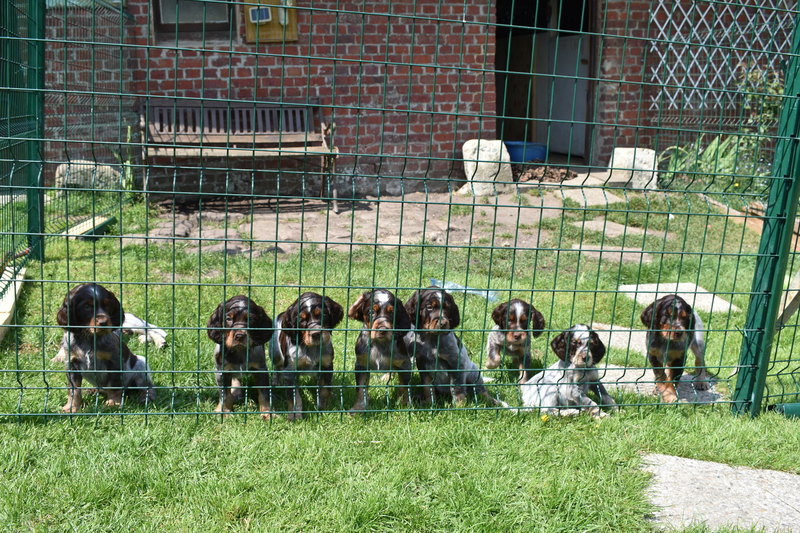 Chiots Gina 6 semaines