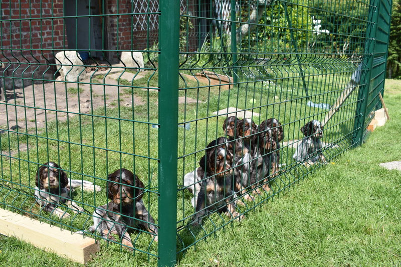 Chiots Gina 6 semaines