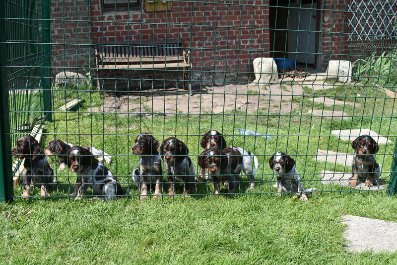 Chiots Gina 6 semaines