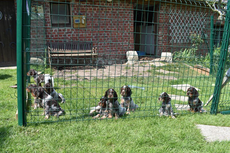 Chiots Gina 6 semaines