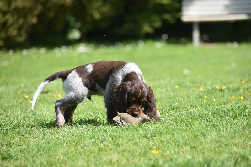 Chiots Gina 7 semaines