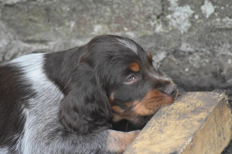 Chiots Gina 7 semaines