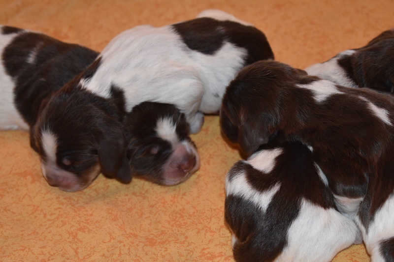 Chiots Gina 3 jours