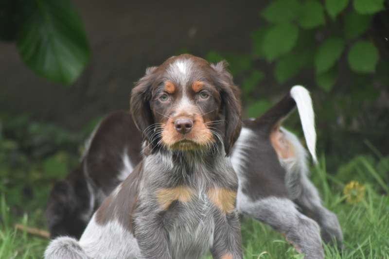 Chiots Gina 7 semaines