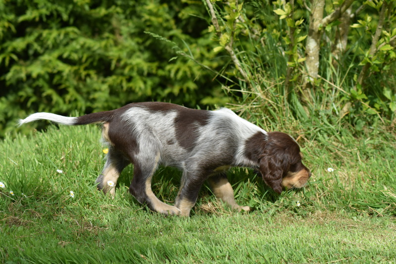 Chiots Gina 7 semaines