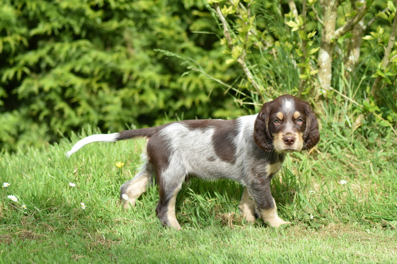 Chiots Gina 7 semaines