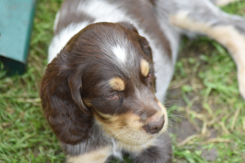 Chiots Gina 7 semaines