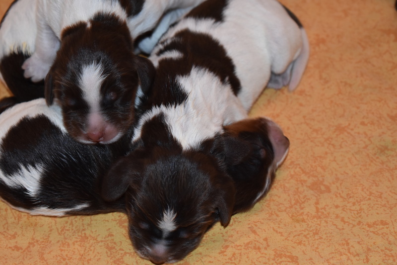 Chiots Gina 3 jours