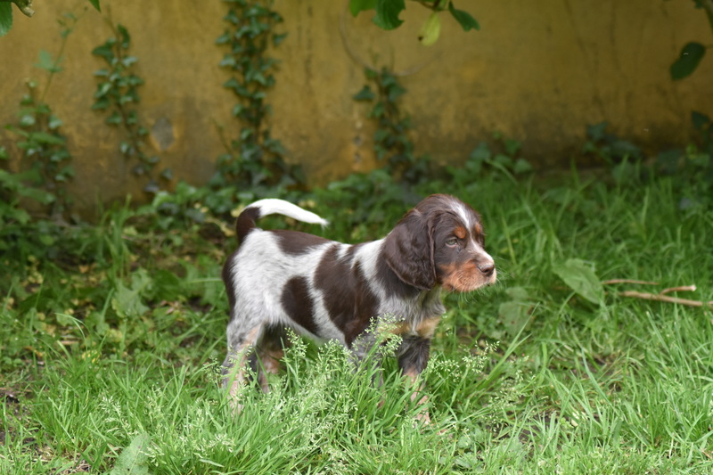 Chiots Gina 7 semaines