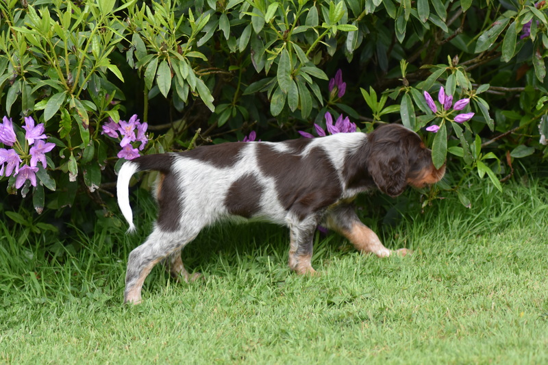 Chiots Gina 7 semaines