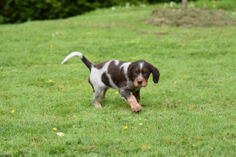 Chiots Gina 7 semaines