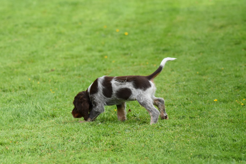 Chiots Gina 7 semaines