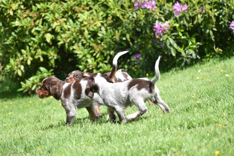 Chiots Gina 7 semaines