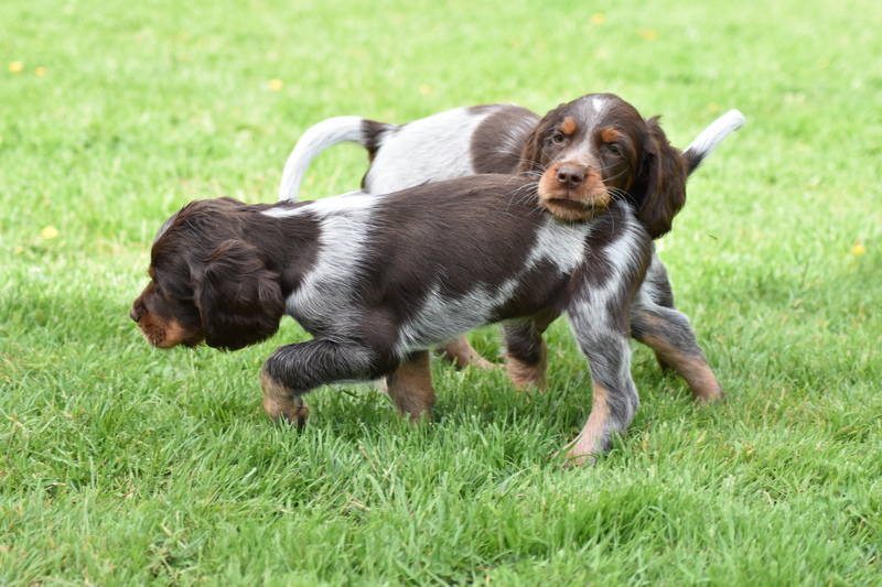 Chiots Gina 7 semaines