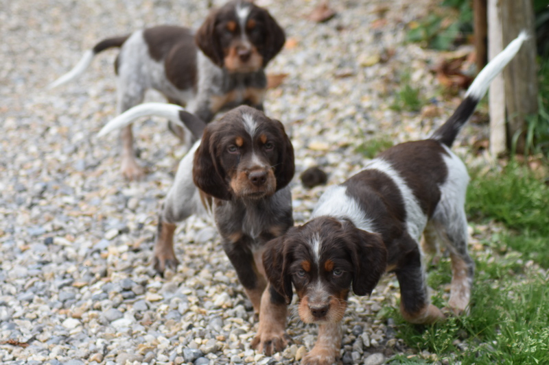 Chiots Gina 7 semaines