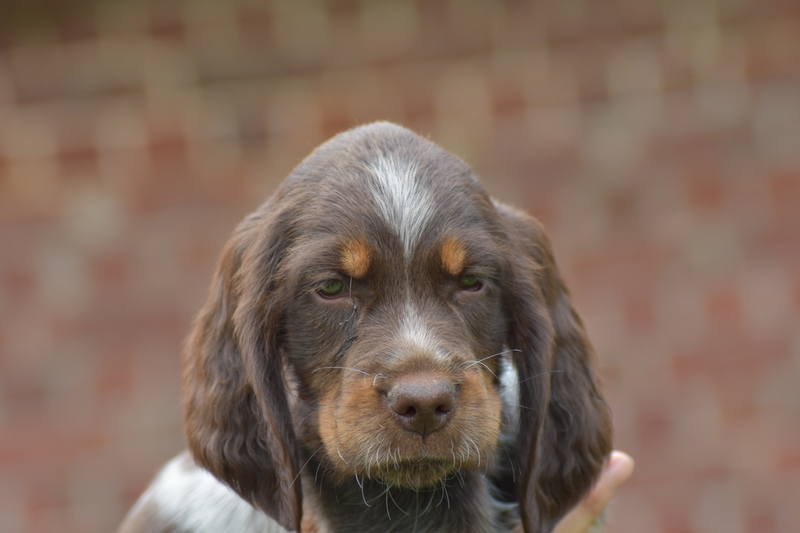 Chiots Gina 7 semaines