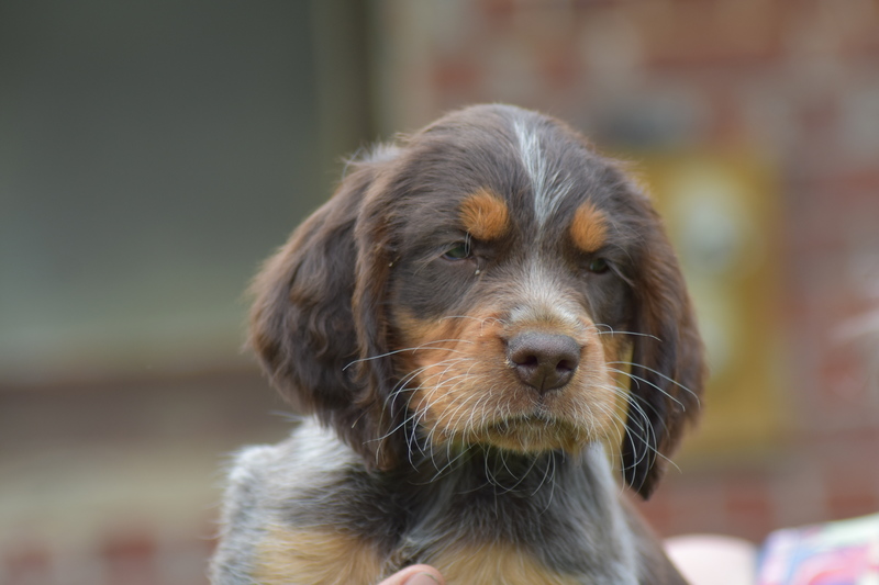 Chiots Gina 7 semaines