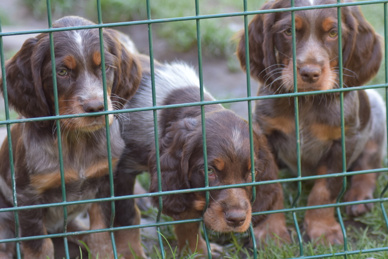 Chiots Gina 8 semaines