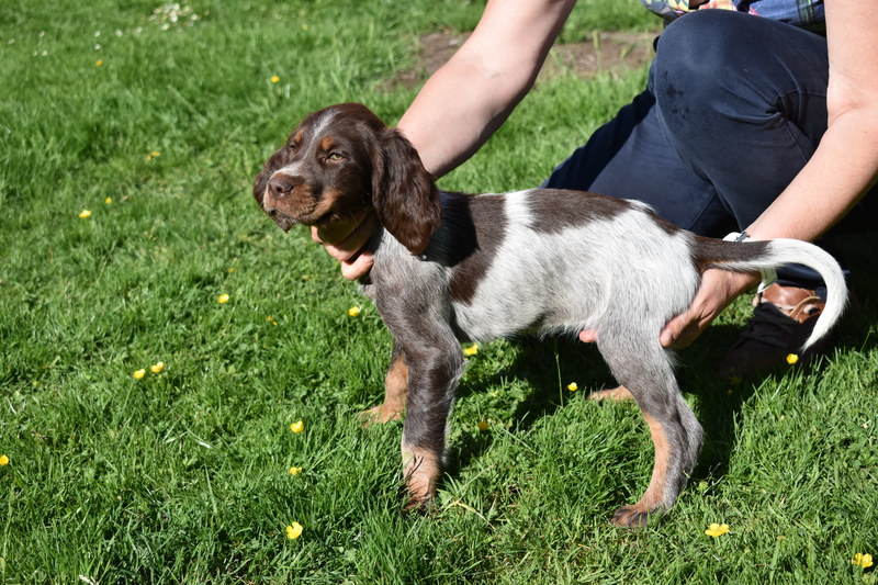 Chiots Gina 8 semaines