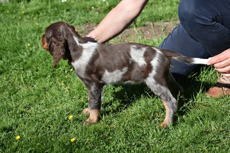 Chiots Gina 8 semaines