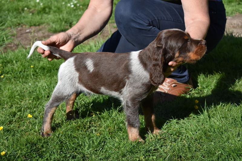 Chiots Gina 8 semaines