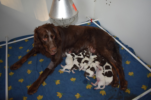 Janis et ses chiots 
