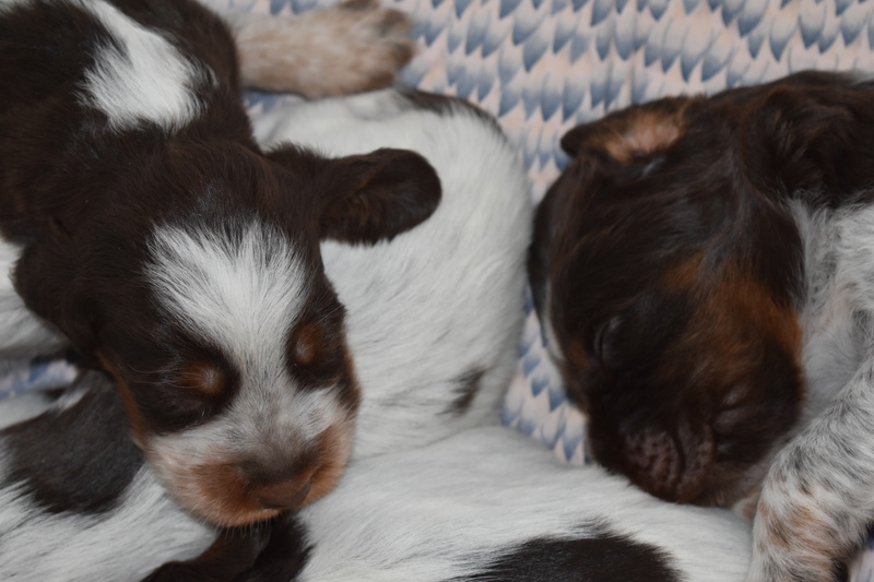 Chiots Janis 19 jours.