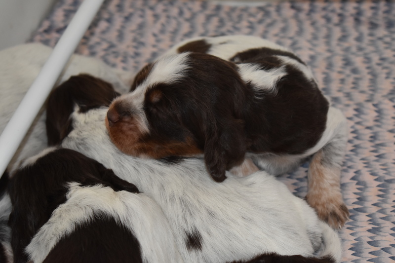 Chiots Janis 19 jours.