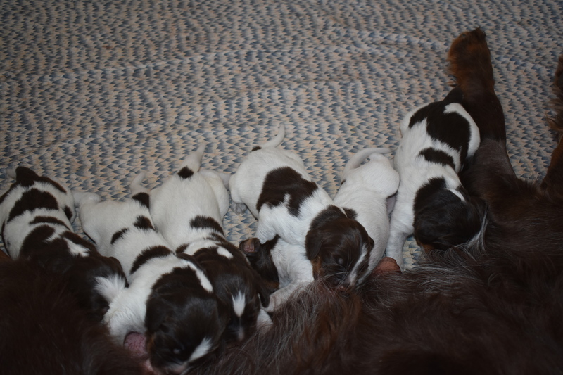 Chiots Janis 8 jours.