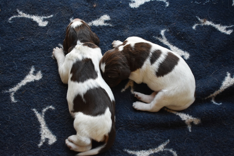 Chiots Janis 8 jours.