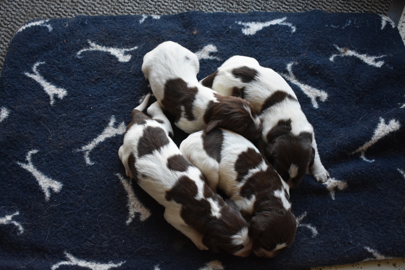 Chiots Janis 8 jours.