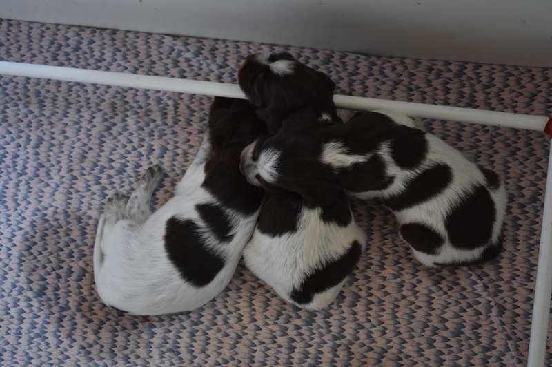 Chiots Janis 19 jours.