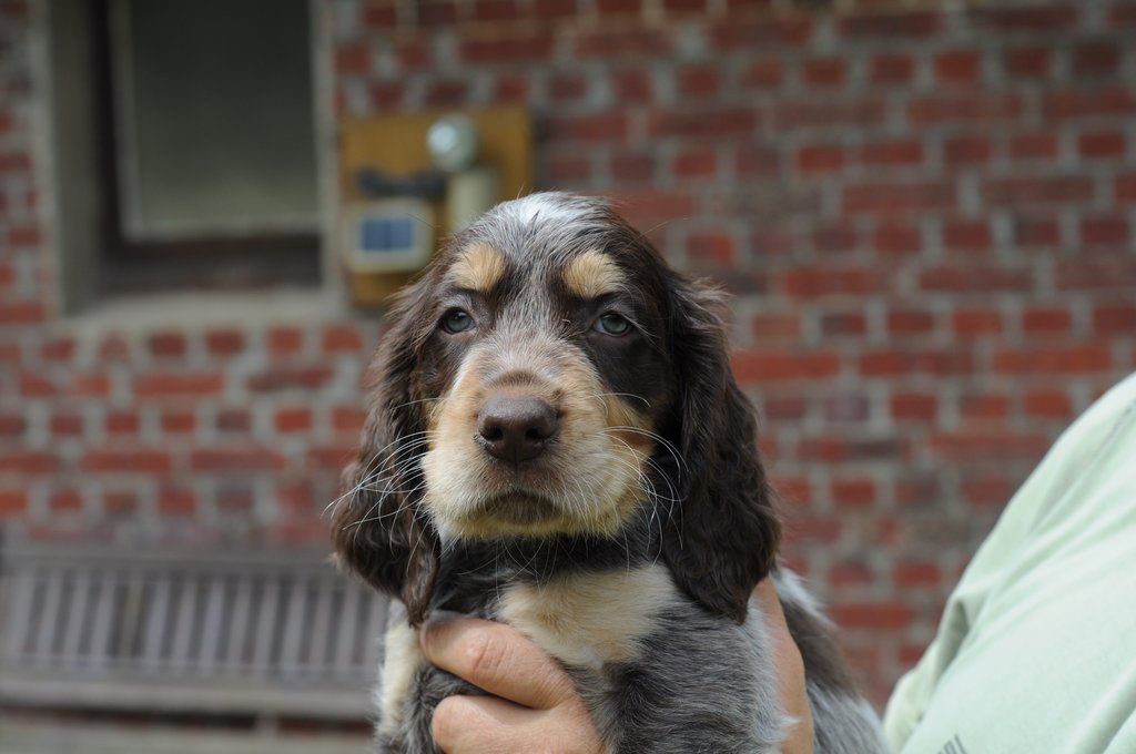 Chiots Gina et Ecco