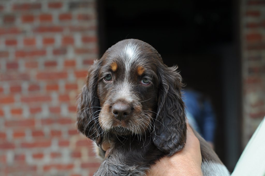 Chiots Gina et Ecco