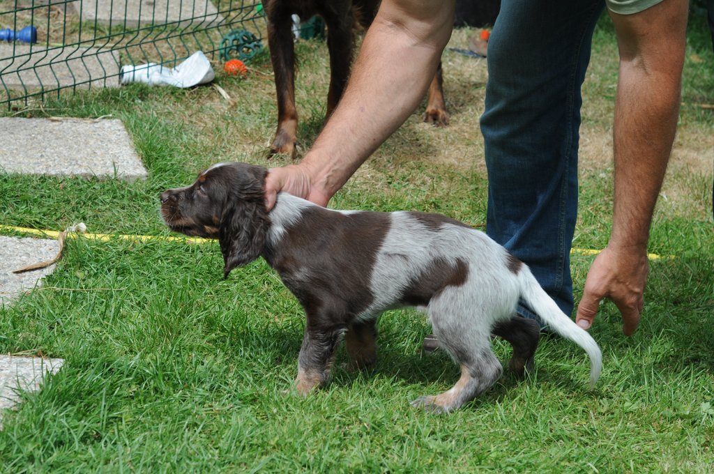 Chiots Gina et Ecco