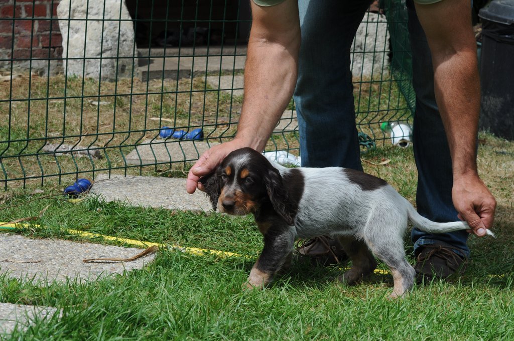 Chiots Gina et Ecco